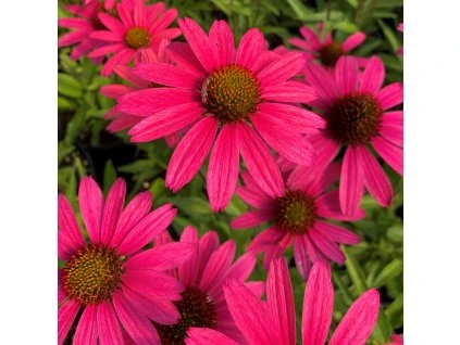 echinacea glowing dream