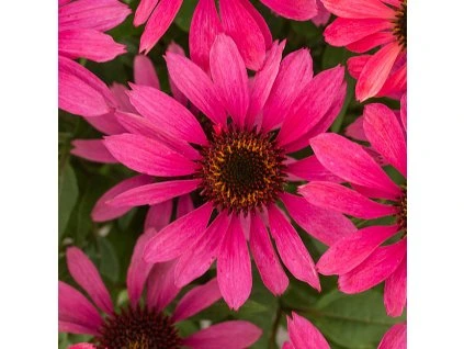 echinacea magenta pearl 77401 1