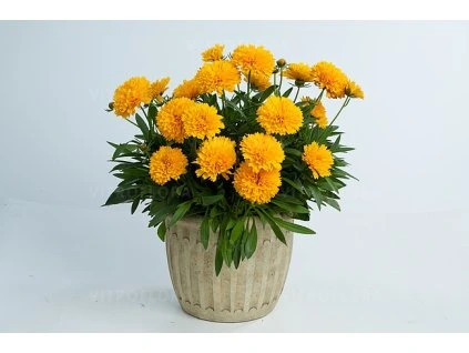 coreopsis solanna golden sphere 1