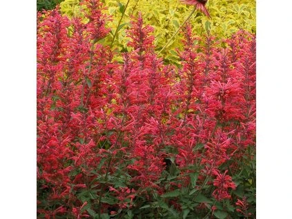 byliny i trawy kudos 74418 1