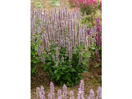 agastache blue fortune 3
