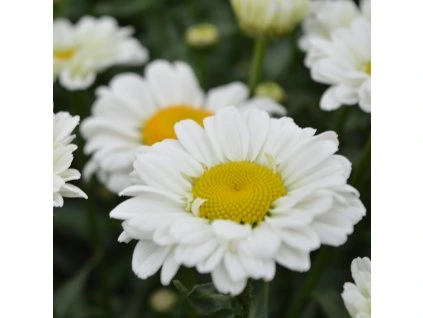 Leucanthemum Sweet Daisy Cher