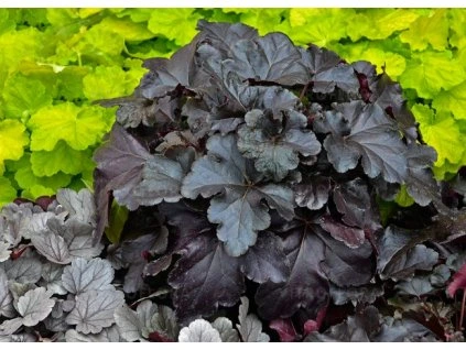 heuchera black pearl 73064 2