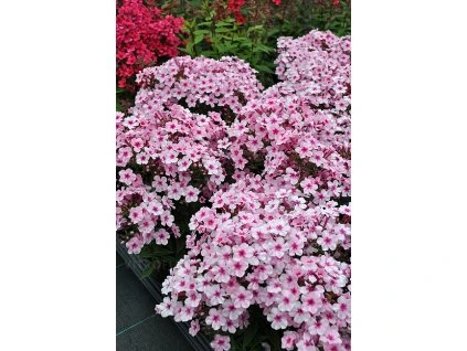 byliny i trawy early 76343 2