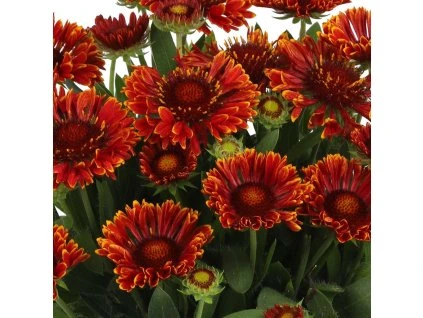 900x900 23 24 gaillardia spintop mariachi red sky 66965