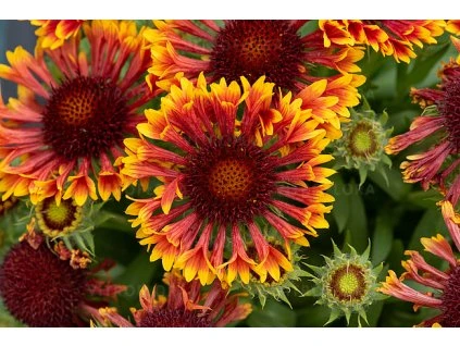 gaillardia spintop copper sun 8