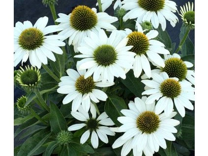 Echinacea Alba Purpurea White Swan p5 2