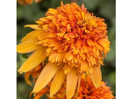 echinacea marmalade 79253 1