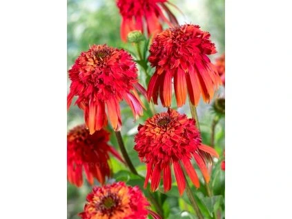echinacea hot papaya 79250 3