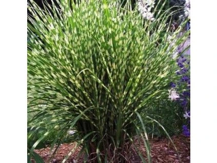 67918a1ee8153092225b7de05d25be7a