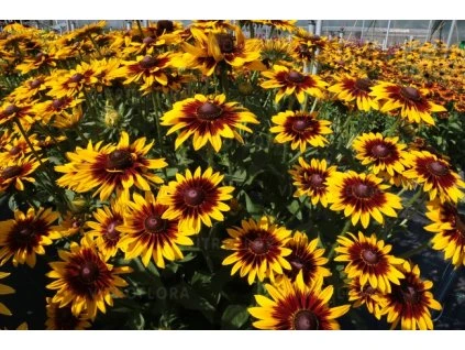 rudbeckia shining smielyz 72976 2
