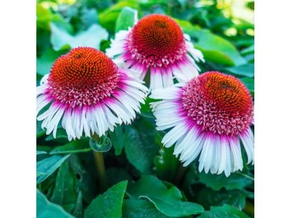 Echinacea Strawberry and Cream