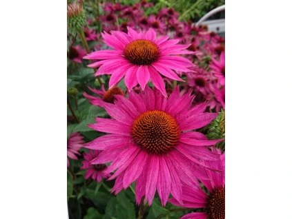 echinacea js roho 77472 1
