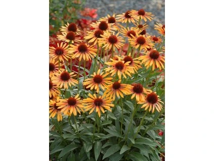 echinacea flame thrower 79689 2