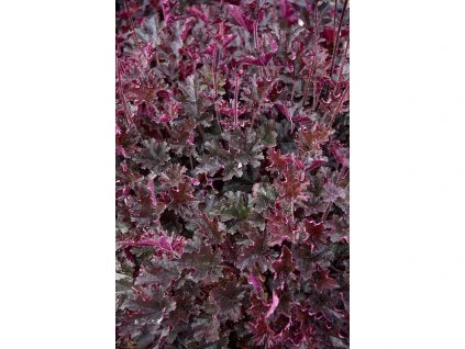 heuchera can can 4