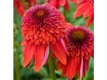 Echinacea Eccentric 0013778 95393