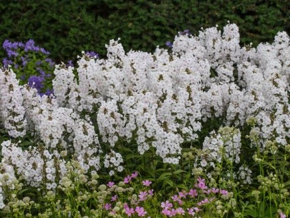 flammenblume delta m003590 w 2