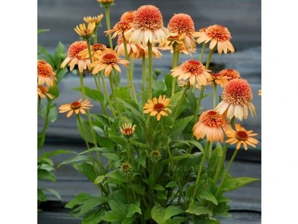 byliny i trawy double medium 74247 3