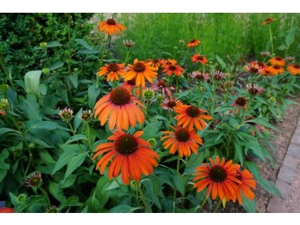Echinacea Julia
