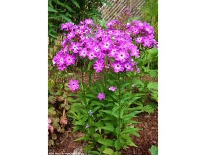 Phlox Early Purple Eye