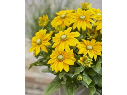 Rudbeckia Sunbeckia Ophelia fp scaled 1320x1650