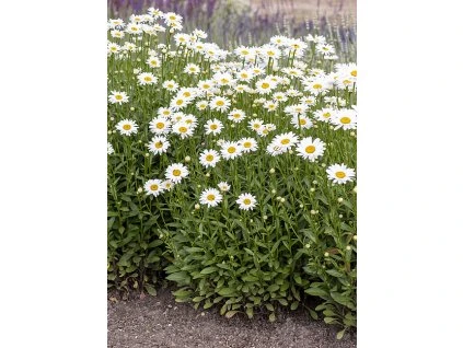 leucanthemum becky 2