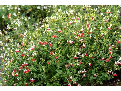 byliny i trawy salvia 78282 4