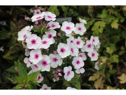 Phlox Early Blush Pop SL03